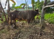 PT. Annur Kaltara Arafah Serahkan Sapi Limosin 1 Ton untuk Qurban di Masjid Baitul Makmur
