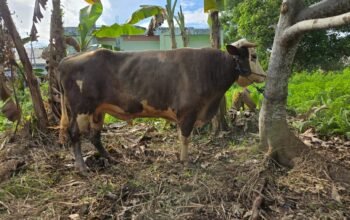 PT. Annur Kaltara Arafah Serahkan Sapi Limosin 1 Ton untuk Qurban di Masjid Baitul Makmur