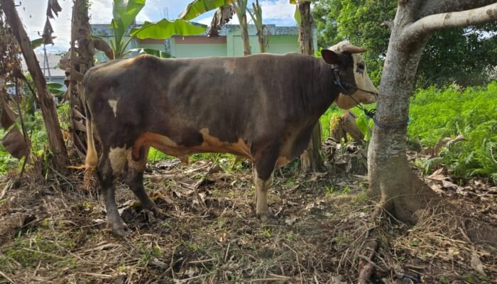 PT. Annur Kaltara Arafah Serahkan Sapi Limosin 1 Ton untuk Qurban di Masjid Baitul Makmur