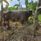 PT. Annur Kaltara Arafah Serahkan Sapi Limosin 1 Ton untuk Qurban di Masjid Baitul Makmur
