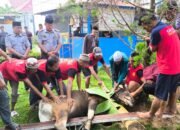 Lapas Nunukan Catat Peningkatan Hewan Kurban Signifikan dalam Tiga Tahun Terakhir