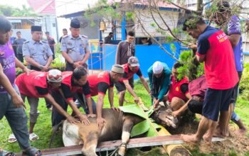 Lapas Nunukan Catat Peningkatan Hewan Kurban Signifikan dalam Tiga Tahun Terakhir